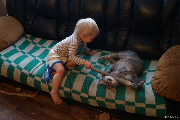 Я слышал, на пикабу любят котиков   кот, топор, ребенок