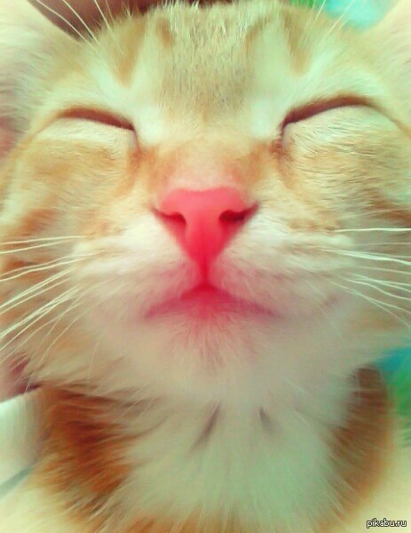 http://s6.pikabu.ru/post_img/2014/04/04/8/1396609286_847294719.jpg
