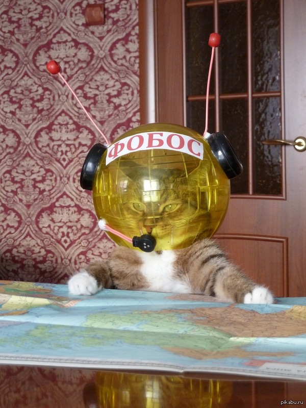 С праздником! Космонавт Василий  кот, космос, праздник