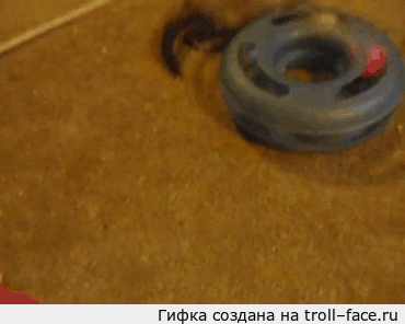 Малый хорьковый коллайдер   хорек, игрушка, погоня за мячем, гифка