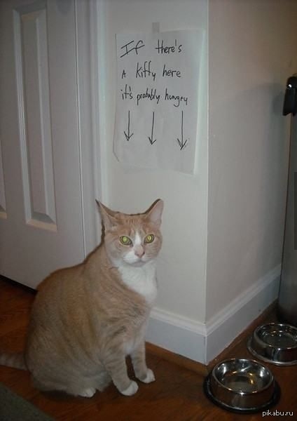 Если кот сидит здесь, то, наверное, он голоден   кот, надпись на стене, этот убийственный взгляд, накорми