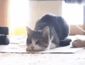 1405337313_1793102777.gif
