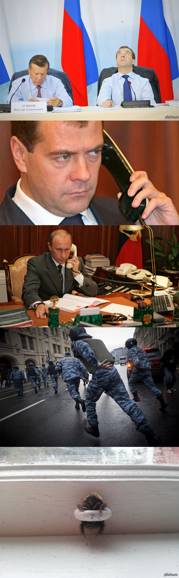 Лохматый Шмель   Шмель, Медведев, омон