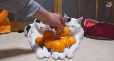 Коты и апельсины.   кот, апельсины, пирамида, гифка
