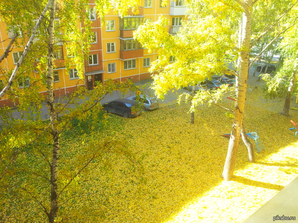 Ковер из листьев   Осень, Моё, что такое осень, прекрасное, желтое, листья