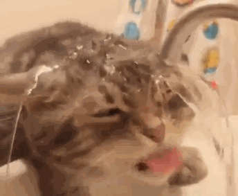1413115672_862254161.gif