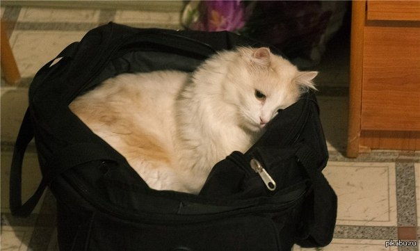 http://s6.pikabu.ru/post_img/big/2014/11/23/8/1416749909_181543542.jpg