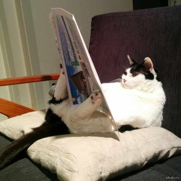 Картинки по запросу коты читает