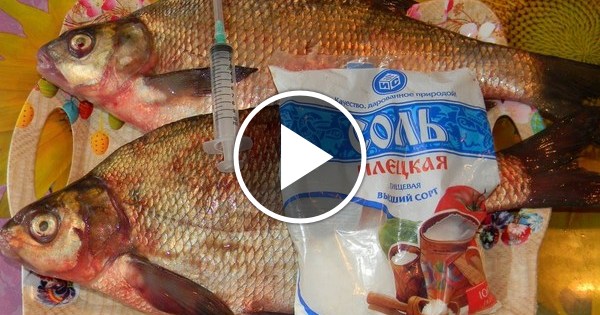 Засолка речной рыбы в домашних условиях